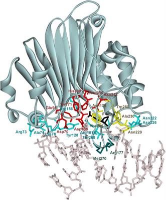 The Enigma of Substrate Recognition and Catalytic Efficiency of APE1-Like Enzymes